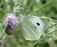 Kohlweißling auf einer Distel